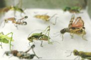 Botanische kunst en de wereld van insecten in het Flower Art Museum
